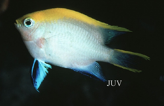  Neoglyphidodon melas (Black Damselfish, Bowtie Damselfish)